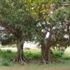 Berries of the Moreton Bay Fig tree are eaten by Koories